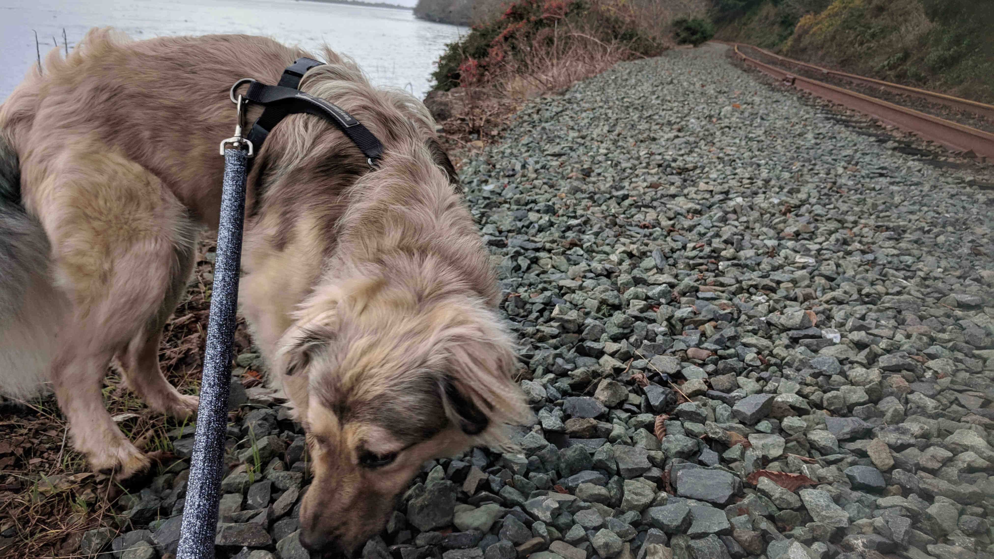 Walkin' with Otis Finn along the Oregon Scenic Railroad on the shores of TIllamook Bay, OR.