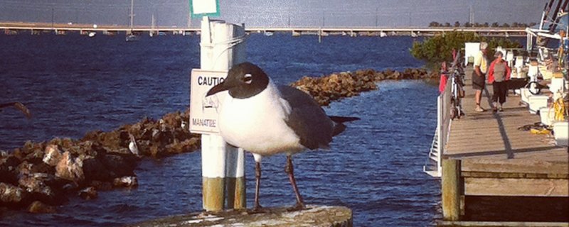 harpoon-harrys-peace-river-gull